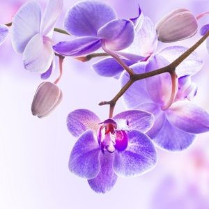 Meet your Posher, Rose